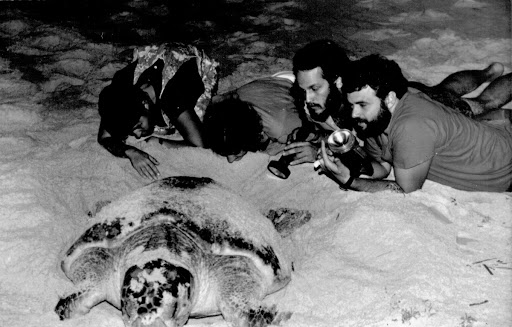 Officially born in 1980 the Sea Turtle Project was a request of the Oceanographic Museum of Rio Grande to the Brazilian Institute for Forestry Development (IBDF).