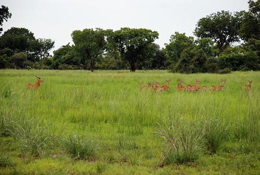 Kob antilopes, Comoé National Park, Ivory Coast