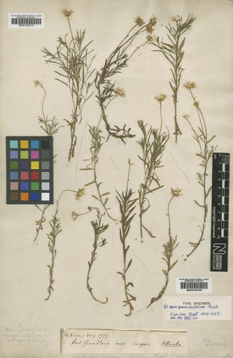 Erigeron hyssopifolius Michx.