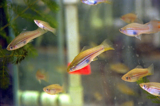 Swordtail fish (Xiphophorus helleri are shown in their holding tank in the Operations and Checkout Building.