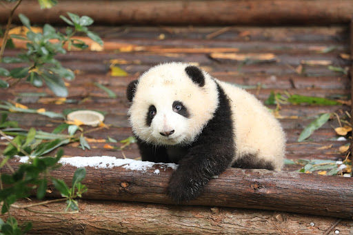 Panda He Hua Trying to cross over a Wooden Fence