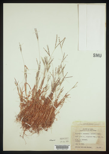 Digitaria ischaemum (common name Smooth Crabgrass) specimen