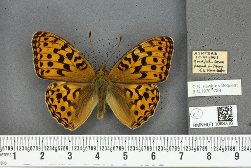 Argynnis adippe vulgoadippe Verity, 1929