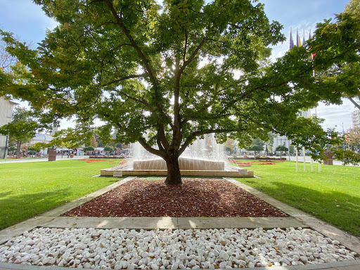 TreesAreGood Tree in Park