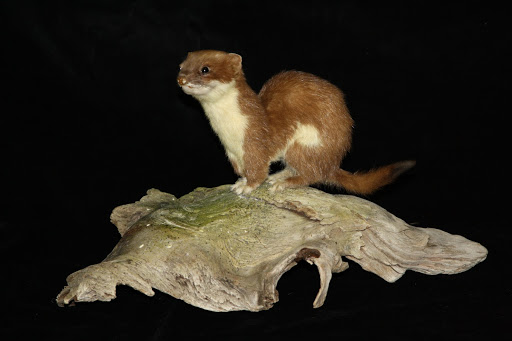 Mustela erminea