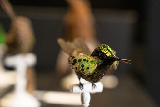 Hummingbird specimens, family Trochilidae
