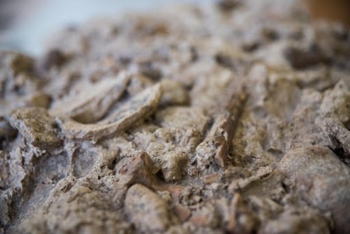 Bone remains in Ghar Dalam Cave