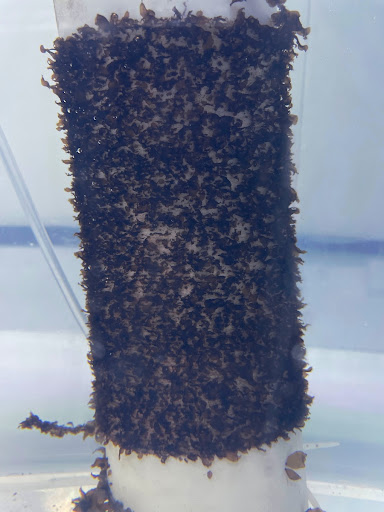 Ready for restoration