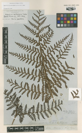 Megalastrum spectabile (Kaulf.) A.R.Sm. & R.C.Moran