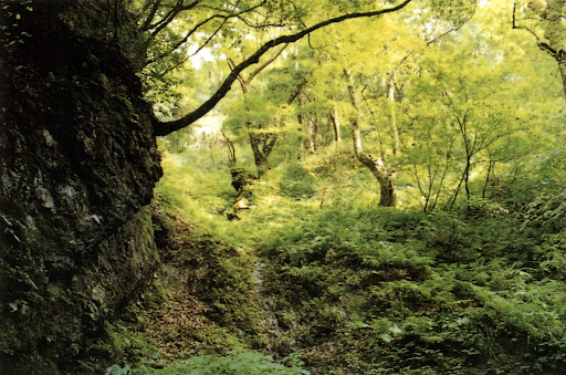 Mt. Mitoku Virgin Forest
