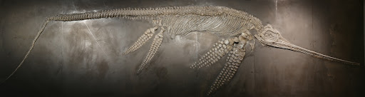 Ichthyosaur
