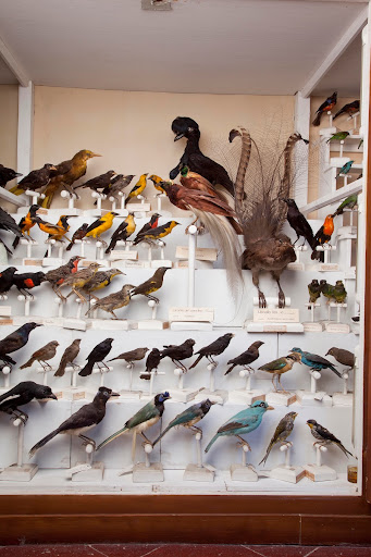 Showcase with exotic birds