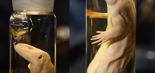 Specimen of the giant-cabo-verde-lizard (Chioninia coctei)