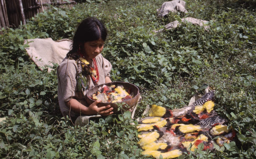 Selecting feathers for the hair decorations of married women in Lacandon