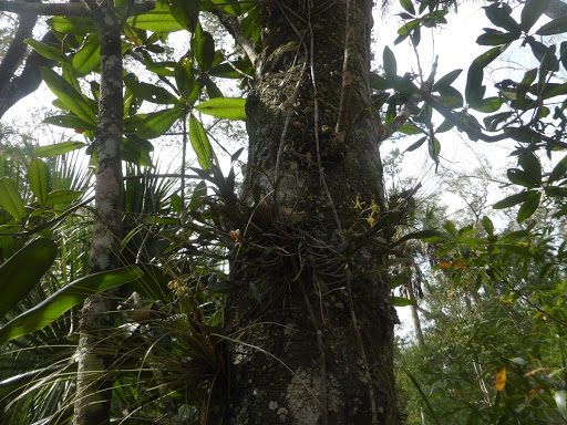 Epidendrum magnolia observed in Florida