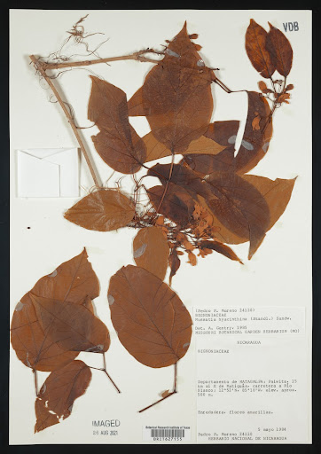 Mussatia hyacinthina specimen from Nicaragua
