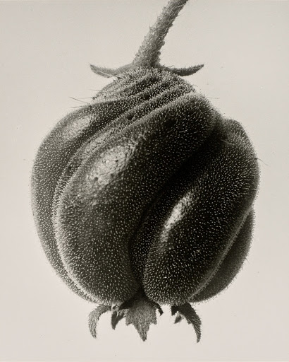 Blumenbachia hieronymi. Closed seed capsule, enlarged 18X. from the portfolio 12 Fotografien