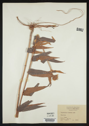 Helianthus hirsutus (common name Hairy Sunflower) specimen from United States