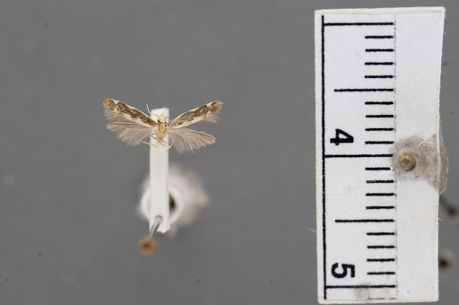 Asymphorodes plemmelia