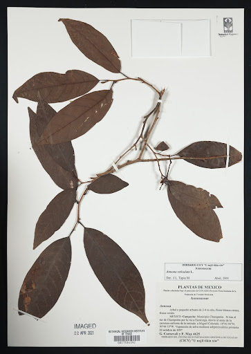 Annona reticulata (common name Custard Apple) specimen from Mexico