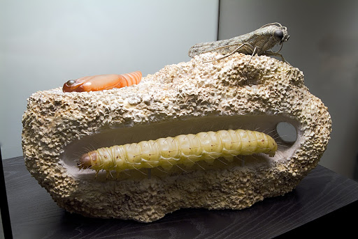 Keller's insect models: Model of the flour moth or meal moth ((Ephestia kuehniella), with caterpillar larvae, chrysalis and eggs.