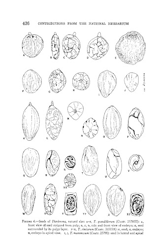 Seeds of various species of cocoa