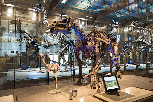 Iguanodon à quatre pattes ?