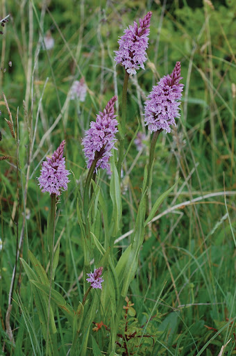 Common Spotted Orchid