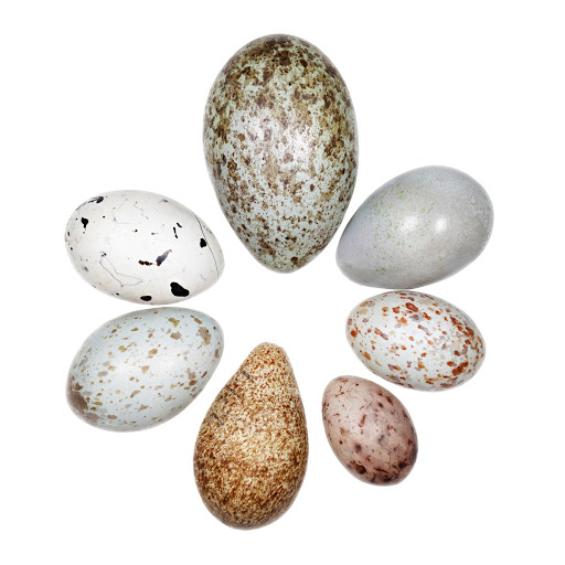 Bird eggs