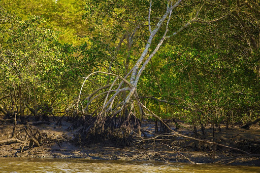 Mangrove, an ecosystem of the Atlantic Forest
