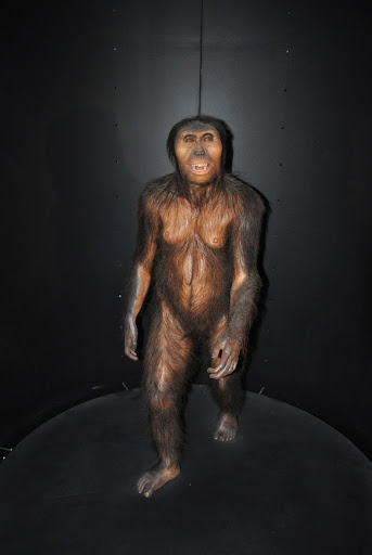 Australopithecus Afarensis "Lucy"