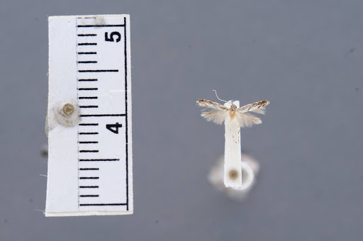 Asymphorodes fractura