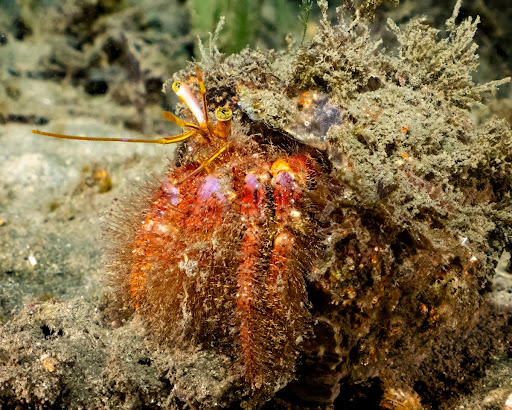 Mauve-eyed Hermit (Dardanus crassimanus)
