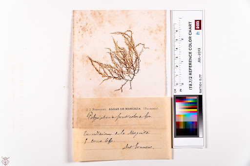 Boergeseniella fruticulosa