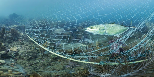 Global Environmental Issues