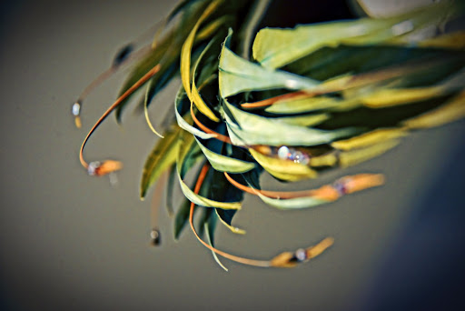 Detailed view of green feather wreath