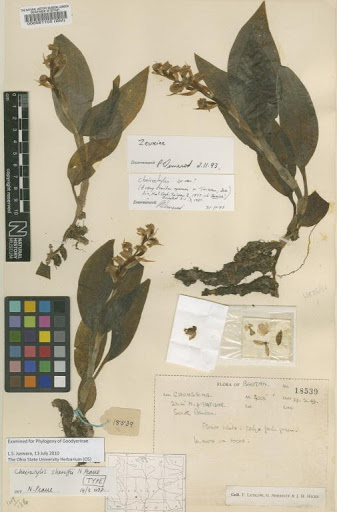 Cheirostylis sheriffii N.Pearce & P.J.Cribb