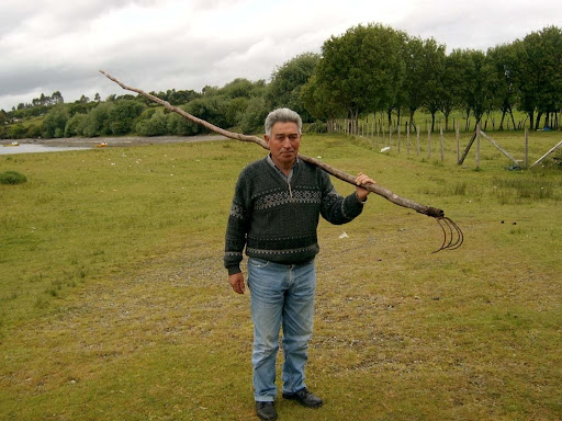 Calbuco Black-Bordered Oyster