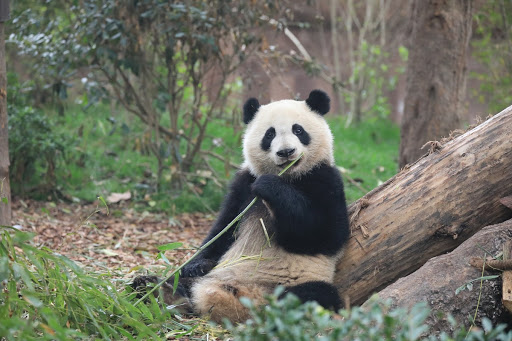 An Subadult Giant Panda