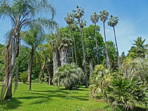 Monumental Palm Collection