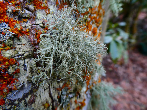 Lichen - Quercus