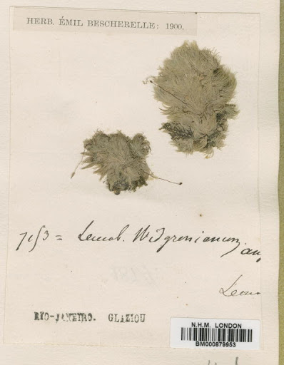 Leucobryum widgrenianum _»ngstr. ex Hampe