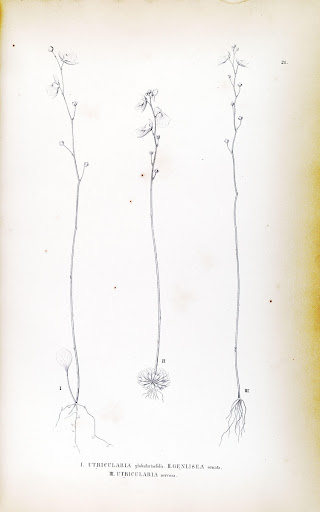Vol. X, Fasc. 9 Plate 21