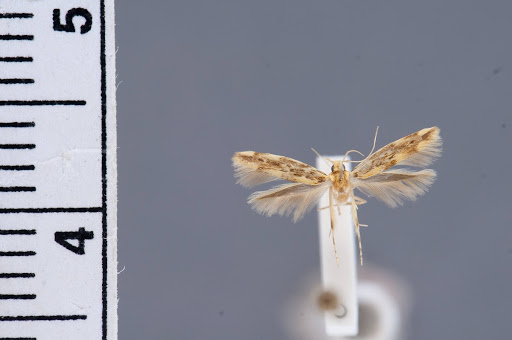 Asymphorodes paraporia