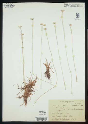 Syngonanthus flavidulus (common name Yellow Hatpins) specimen
