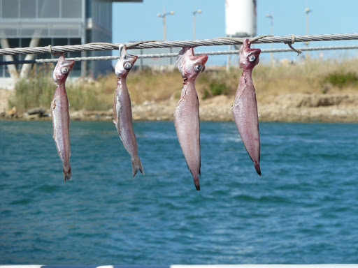 Fish drying on a boat