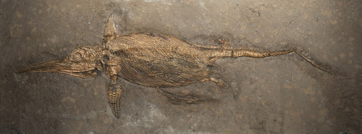 Ichthyosaur (Female Stenopterygius quadriscissus with foetuses)