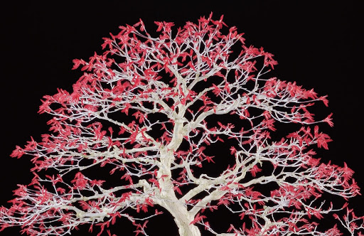 盆栽 《もみじ「出猩々」》（部分）