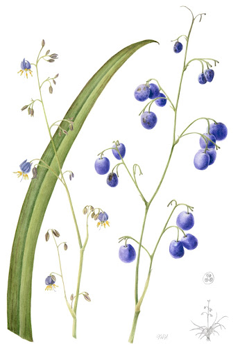 Flax lily