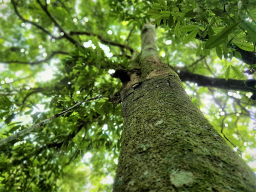 Ocotea odorifera (canela-sassafrás)